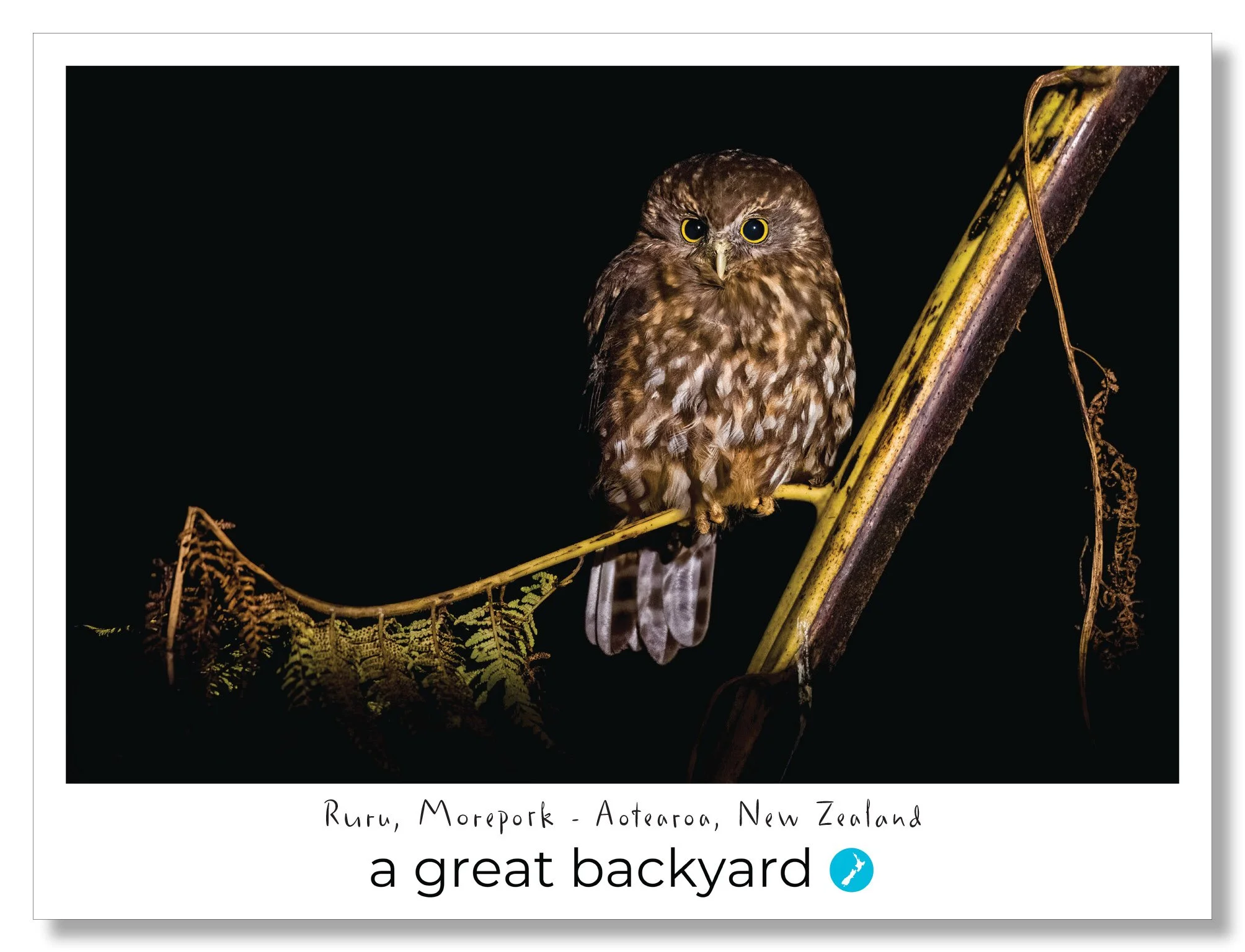 Ruru-Morepork postcard by a great backyard New Zealand