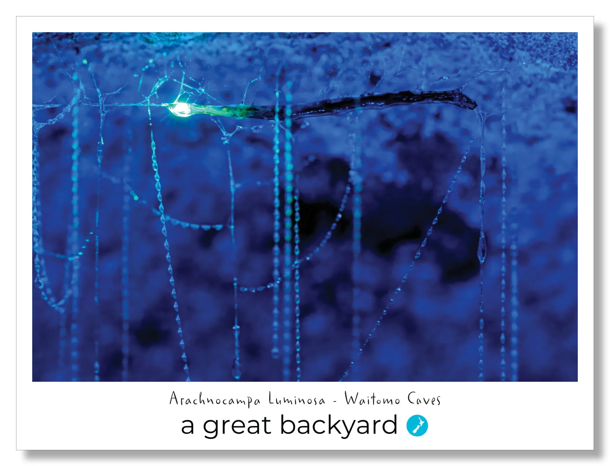 Arachnocampa Luminosa Postcard by Corin Walker Bain | a great backyard photography NZ