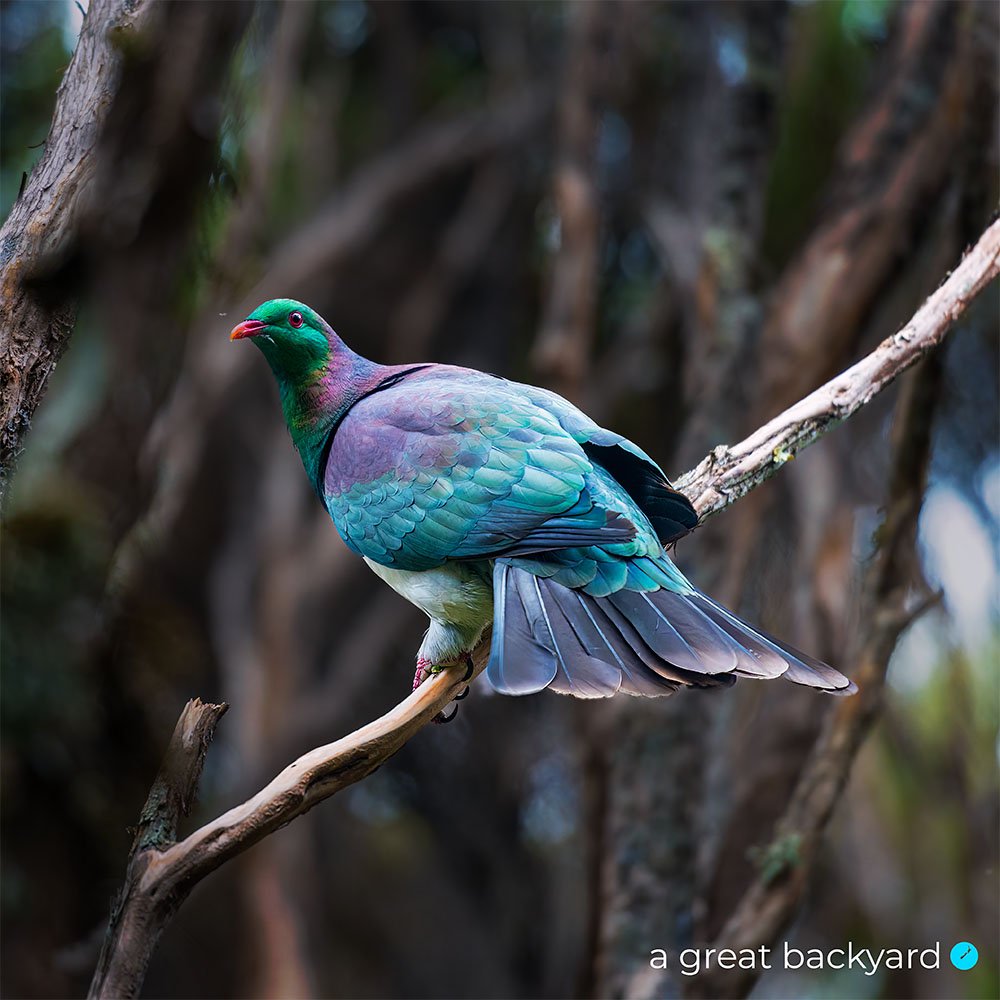 Kererū by Corin Walker Bain | a great backyard print & photography