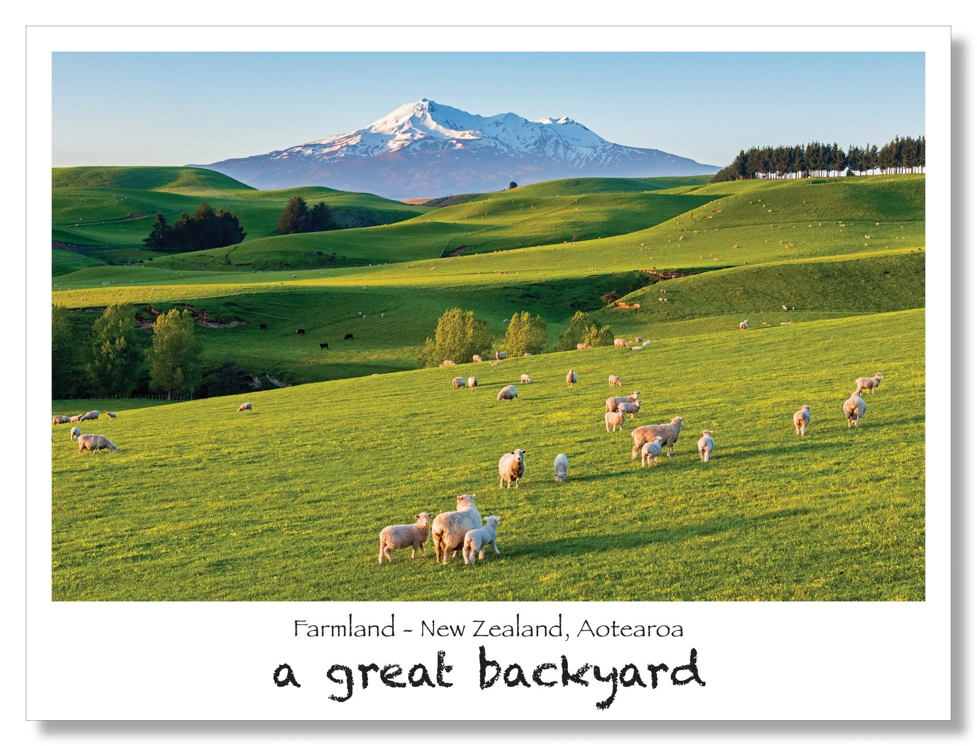 New Zealand Farmland Postcard by Corin Walker Bain | a great backyard photography NZ