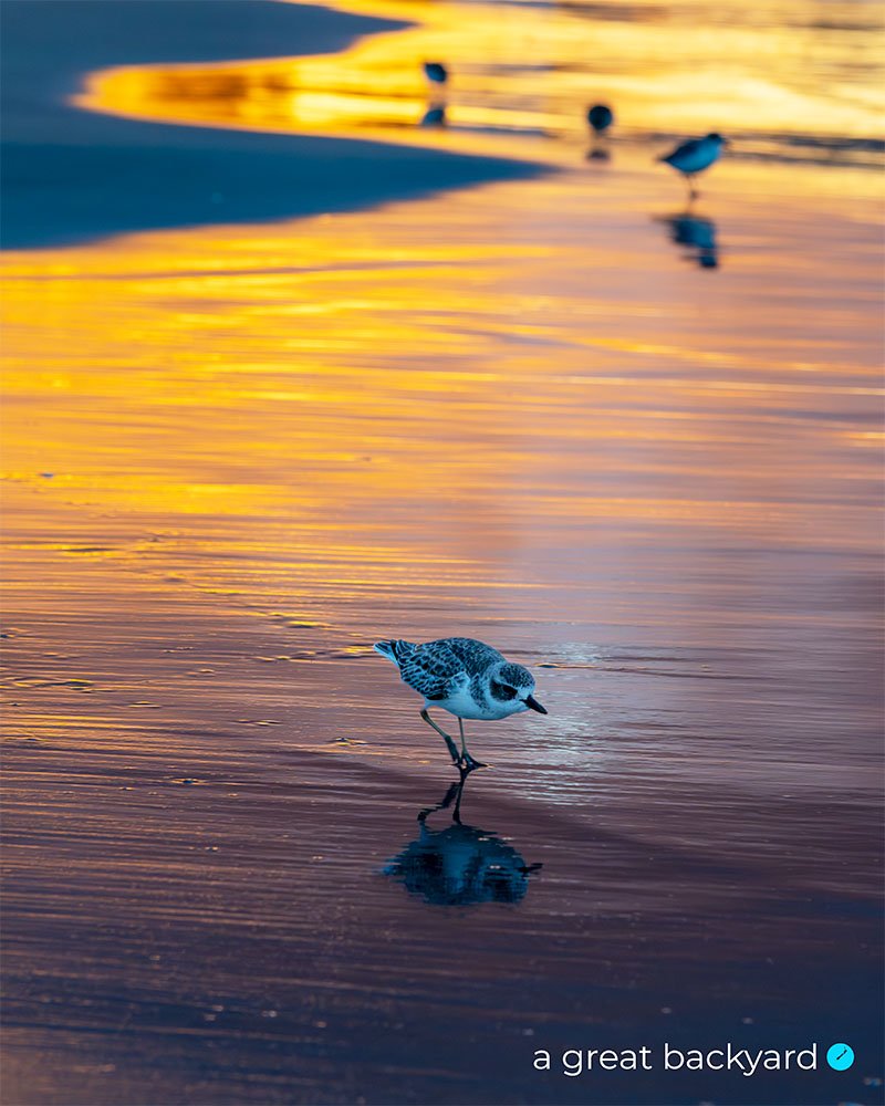 Dotterel at sunset by Corin Walker Bain | a great backyard
