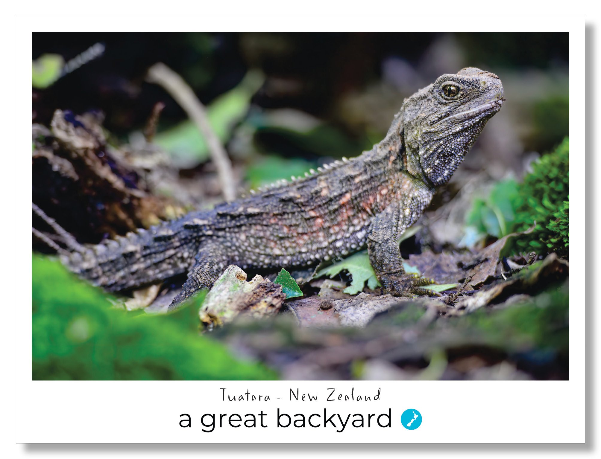 Tuatara Postcard by Corin Walker Bain | a great backyard photography NZ