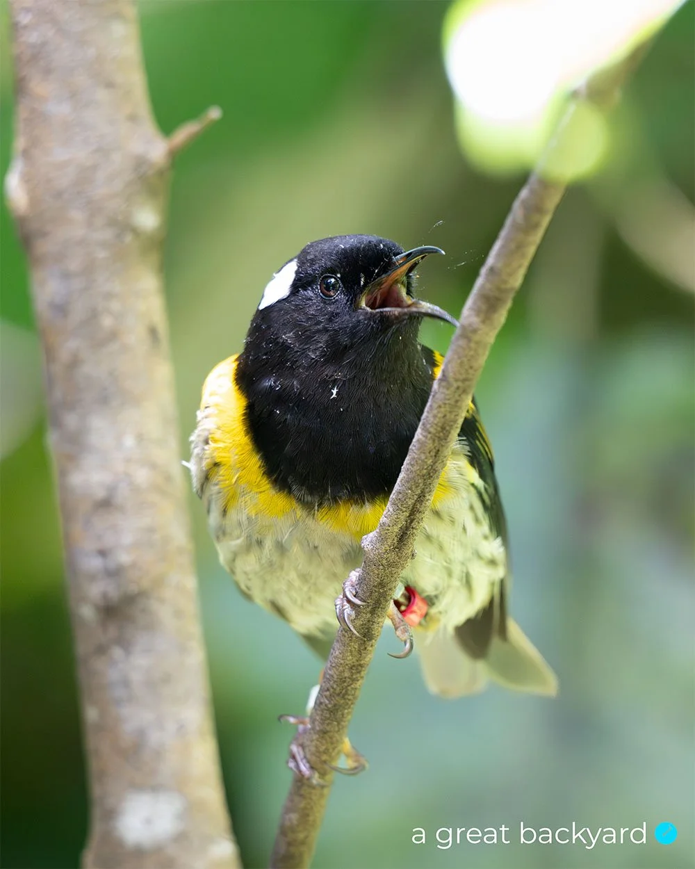 Hihi-stitchbird singing in Zealandia by Corin Walker Bain | a great backyard