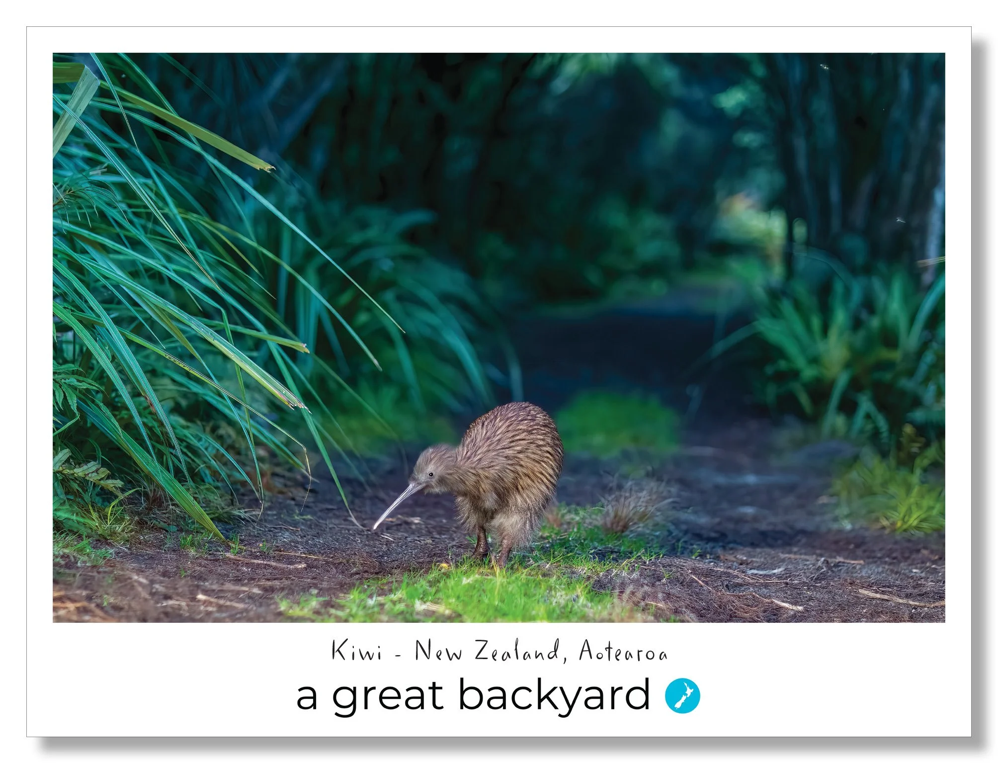 Kiwi Postcard by Corin Walker Bain | a great backyard photography NZ