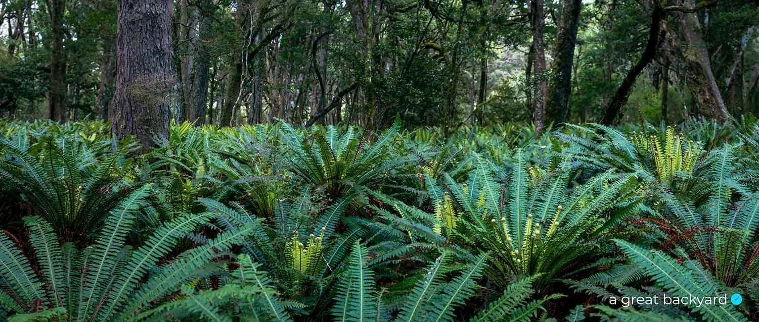 Fresh Water Landing ferns by Corin Walker Bain | a great backyard fine art prints
