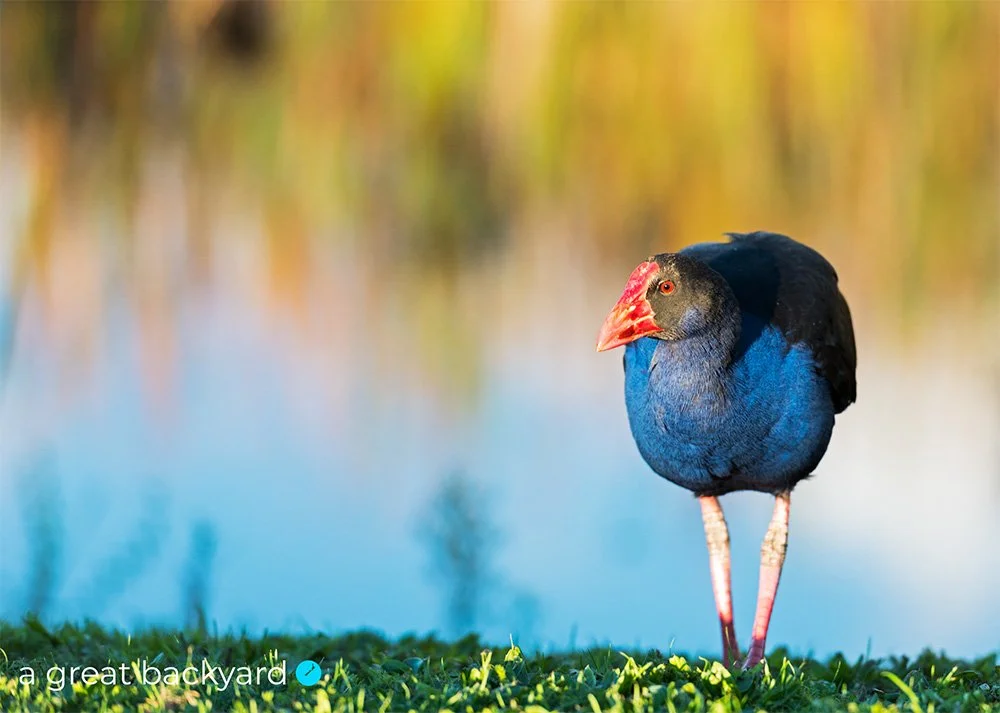 Pukeko-by-Corin-Walker-Bain | a-great-backyard-epic-New-Zealand-photography.jpg