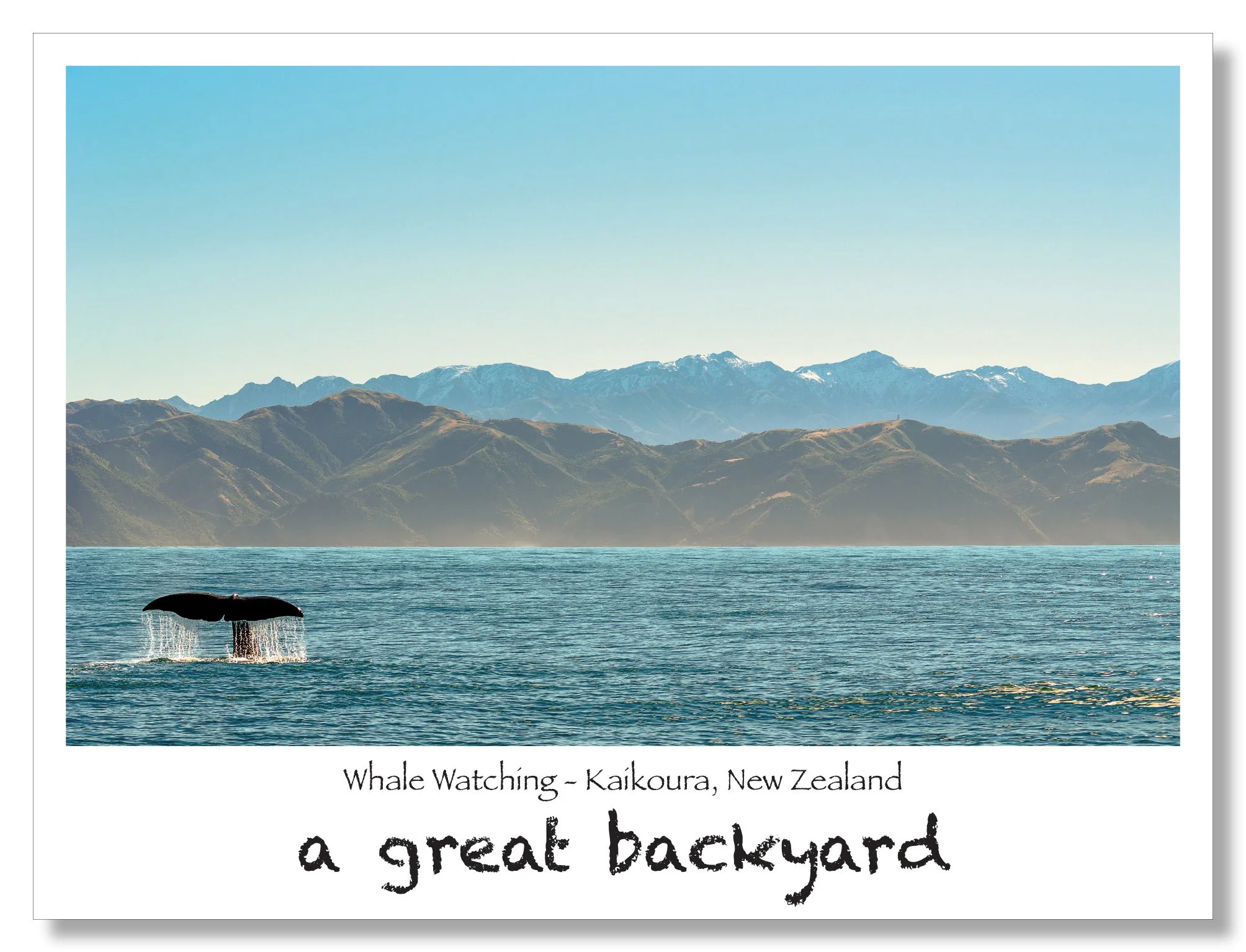 Whale Watching Postcard by Corin Walker Bain | a great backyard photography New Zealand