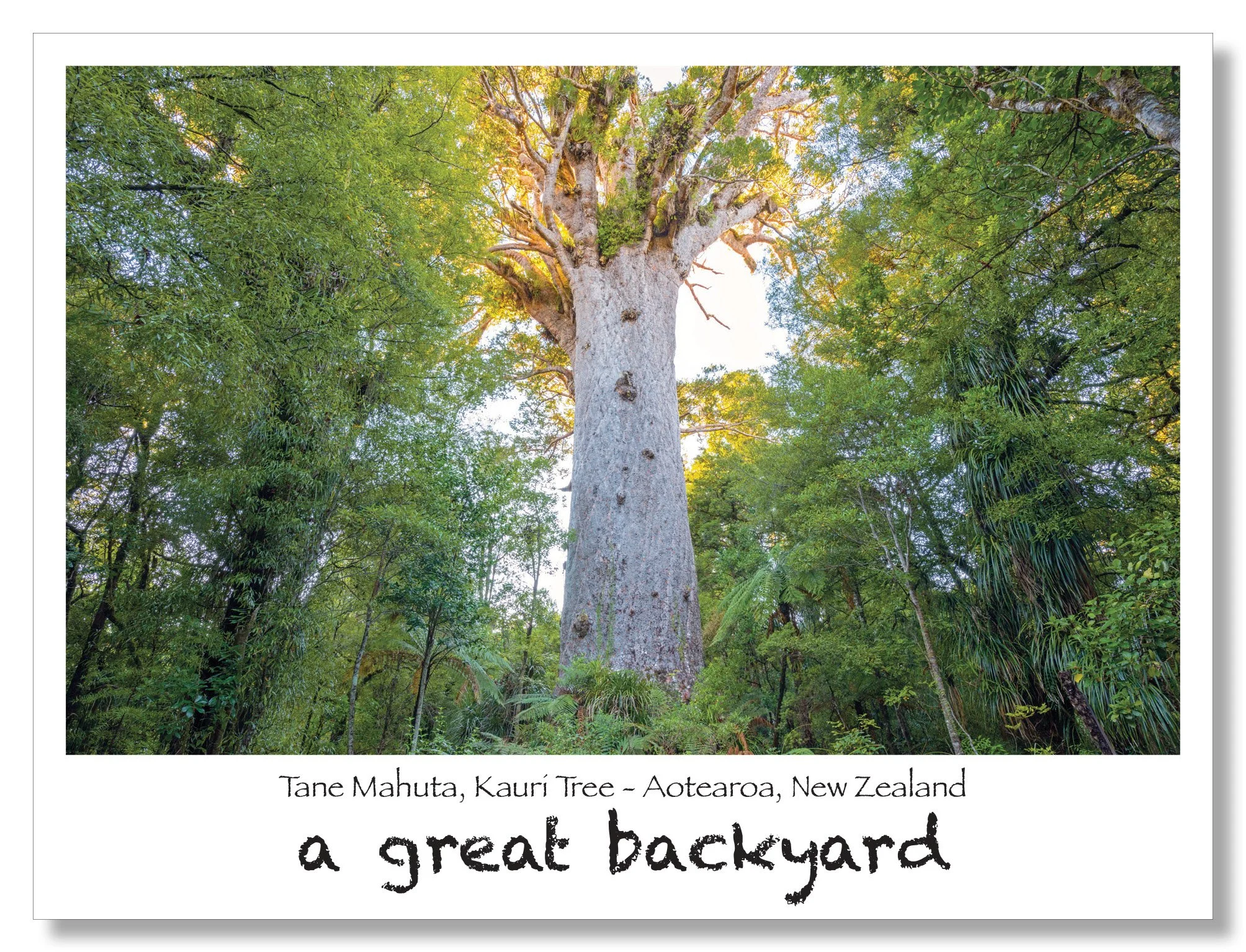 Tāne Mahuta Postcard by Corin Walker Bain | a great backyard photography NZ