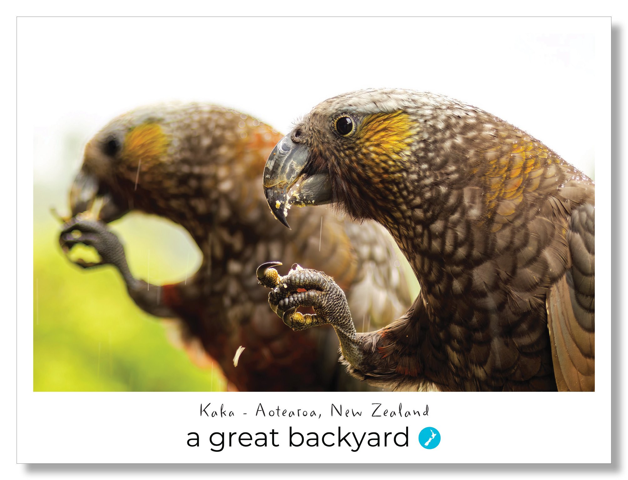Kaka Postcard by Corin Walker Bain | a great backyard photography NZ
