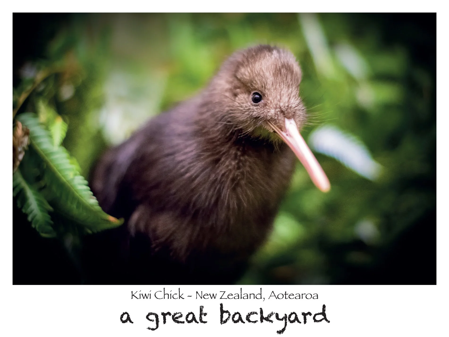 Kiwi Chick Postcard by Corin Walker Bain | a great backyard photography NZ