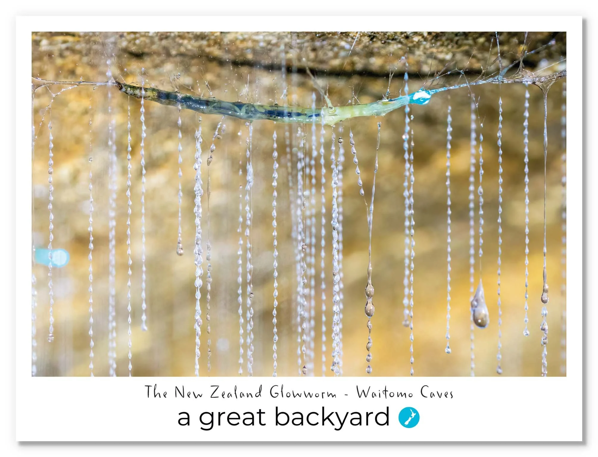 Glowworm Close Up Postcard by Corin Walker Bain | a great backyard photography NZ