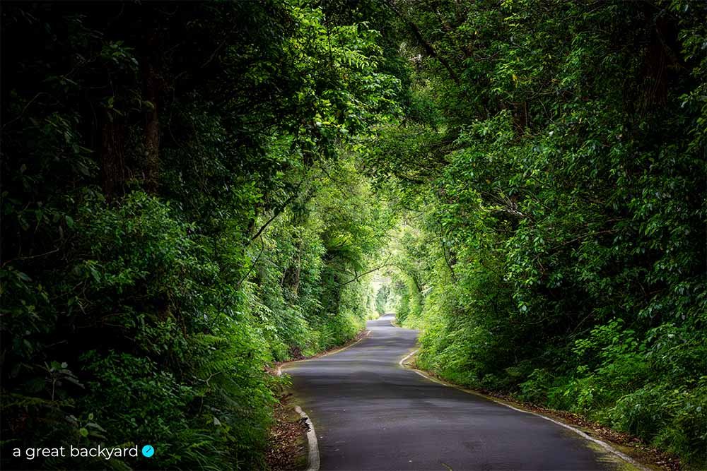 Green road to Mt Taranaki by Corin Walker Bain | a great backyard epic NZ imagery