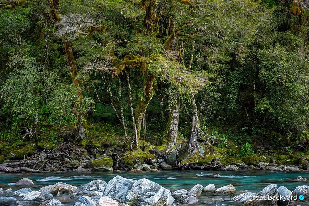 Haast Pass rainforest by Corin Walker Bain | a great backyard epic NZ imagery