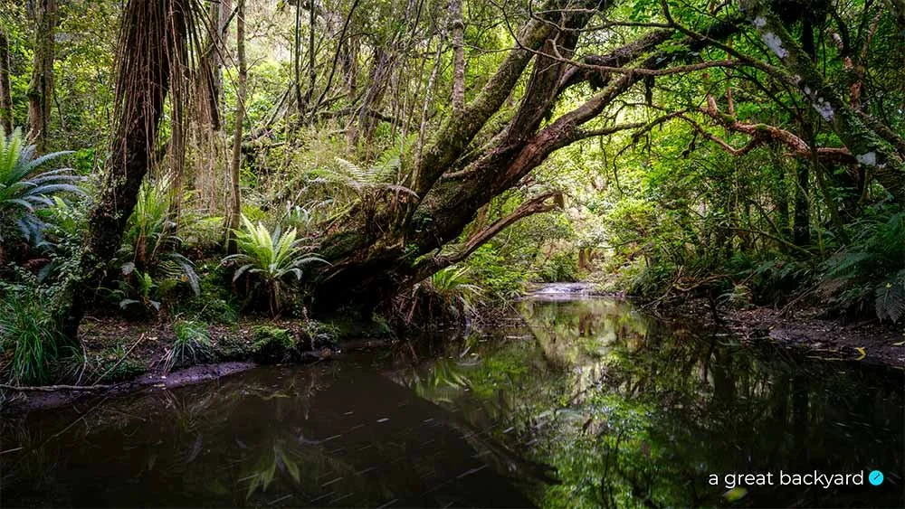 Catlins River by Corin Walker Bain | a great backyard photography