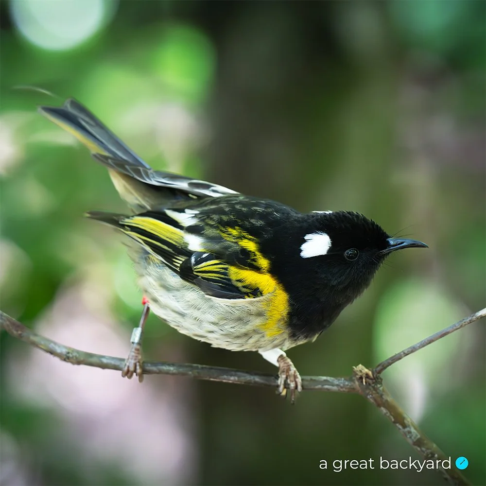 Hihi-stitchbird by Corin Walker Bain | a great backyard