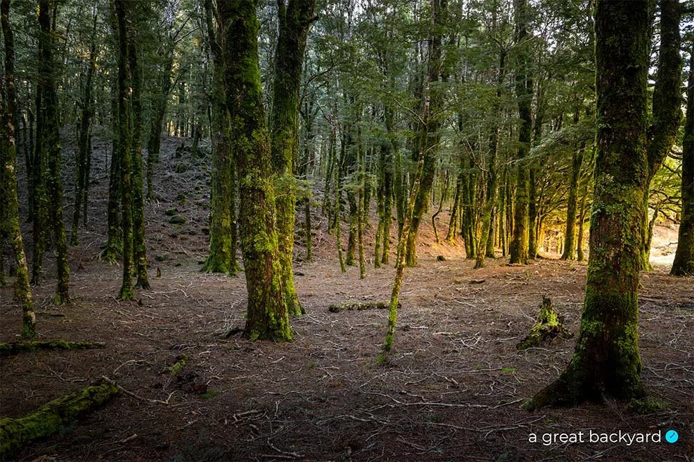 Canaan Downs Beeach Forest by Corin Walker Bain | a great backyard New Zealand landscape photography prints