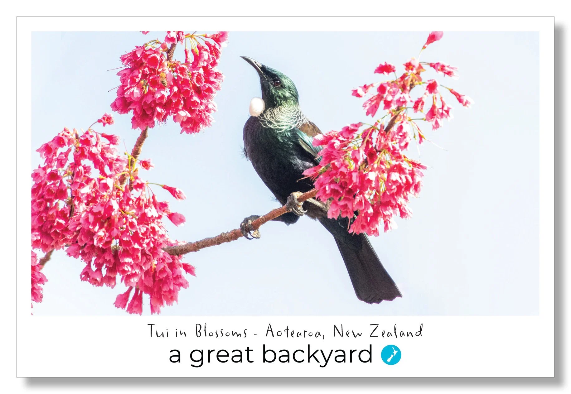 Tui in Pink Blossoms Postcard by Corin Walker Bain | a great backyard photography NZ