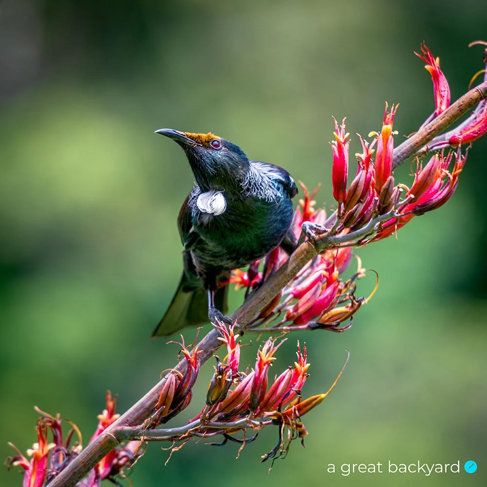 Tui in flax by Corin Walker Bain | a great backyard