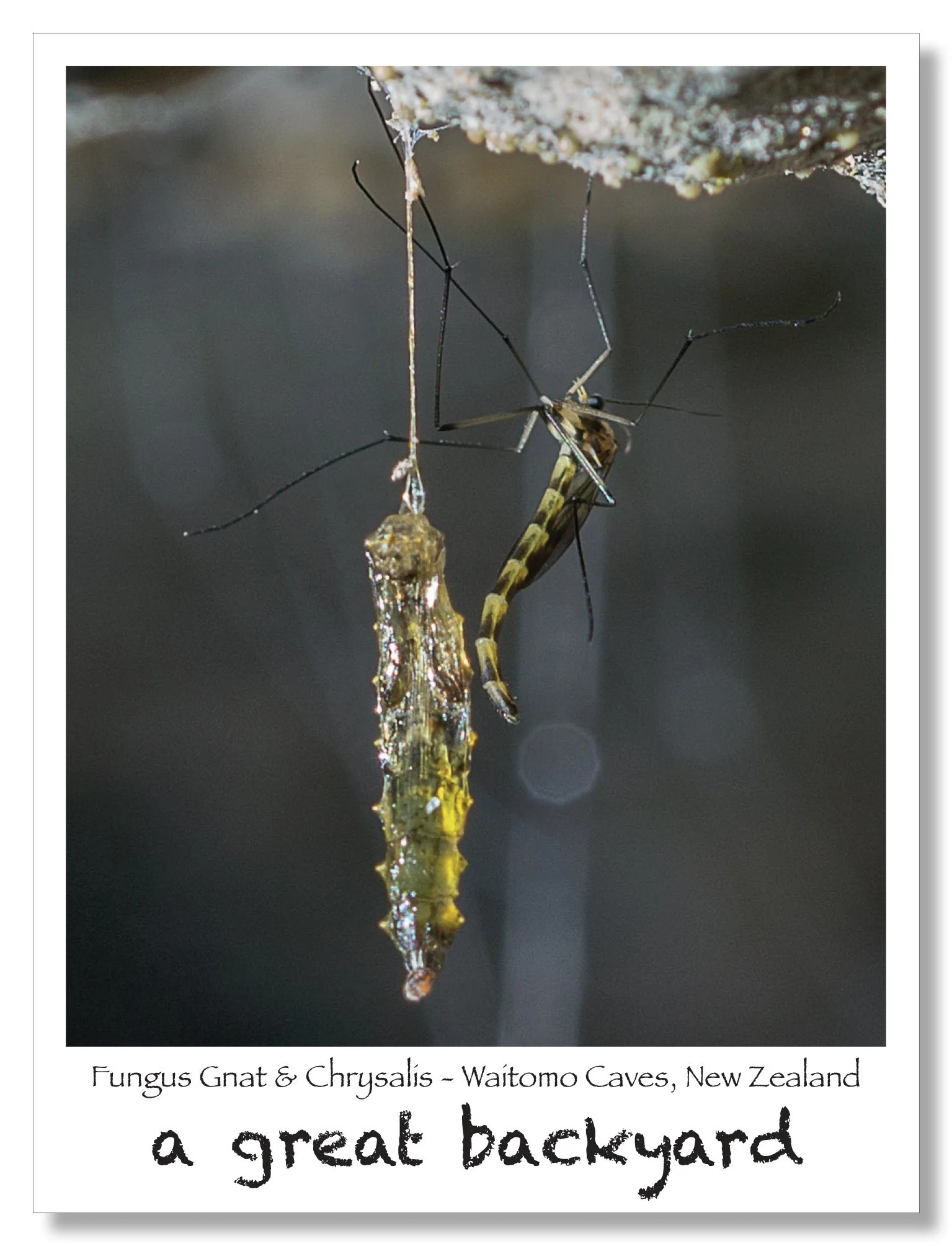 Fungus Gnat Postcard by Corin Walker Bain | a great backyard photography NZ