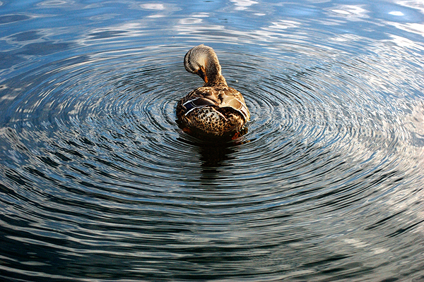 duck-ripples.jpg