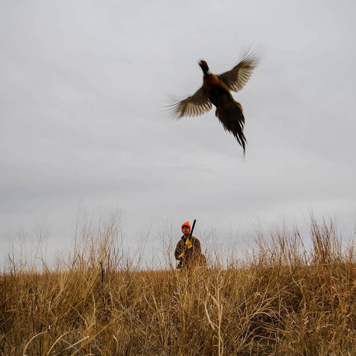 pheasant-flushing-kansas-hunts.jpg