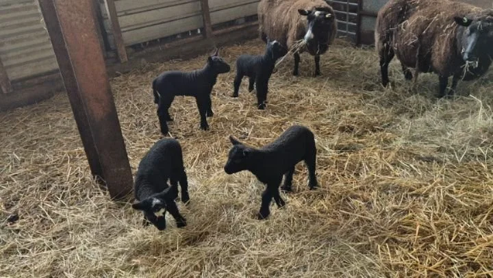 Spring is definitely here at Friends Farm. 
Our two beautiful shepherds huts are set within their own small paddock in a quiet corner of the Waveney Valley in South Norfolk. They are dog friendly and offer adult only self catering accommodation, with