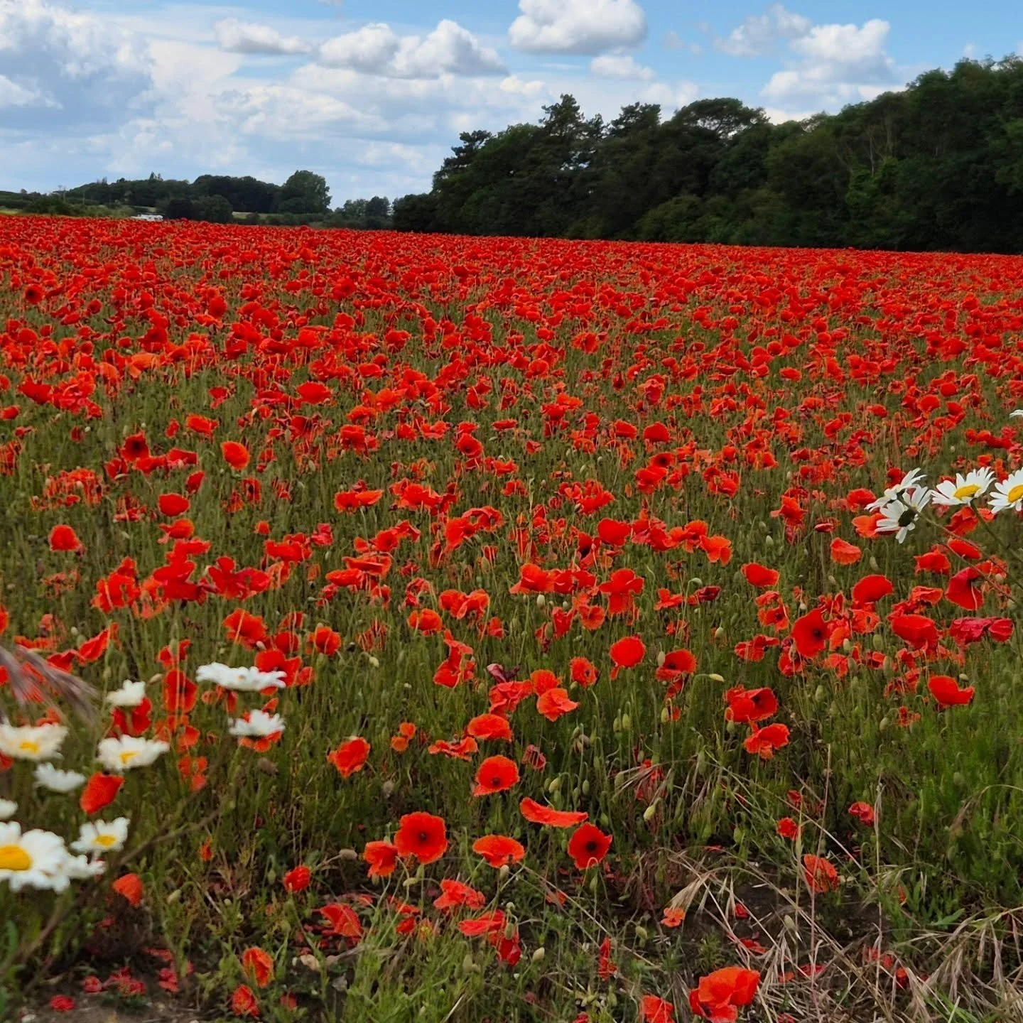 If you're heading to North Norfolk, go in by the road through Wiverton village. These poppies are just breath taking.