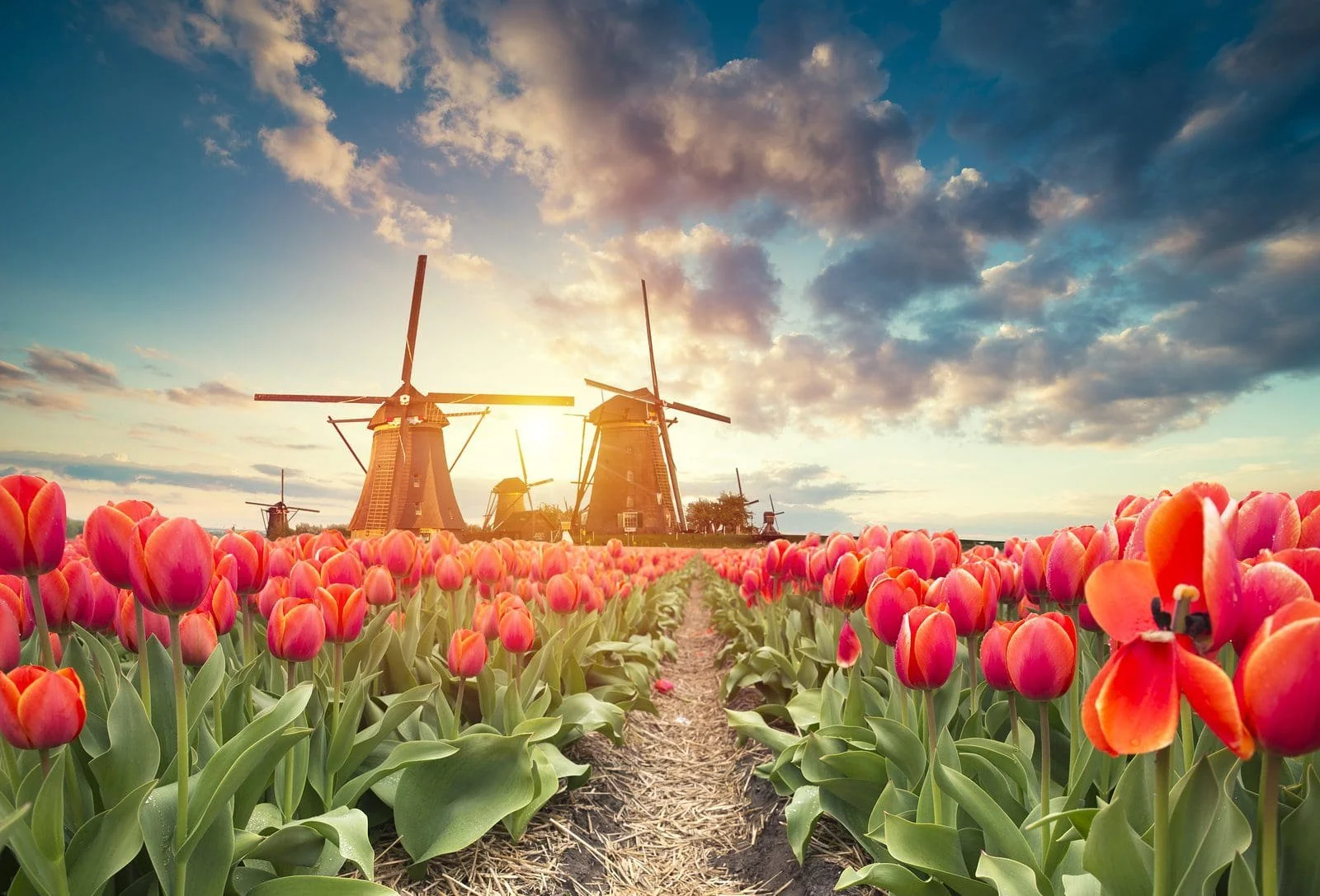 tulips.jpg
