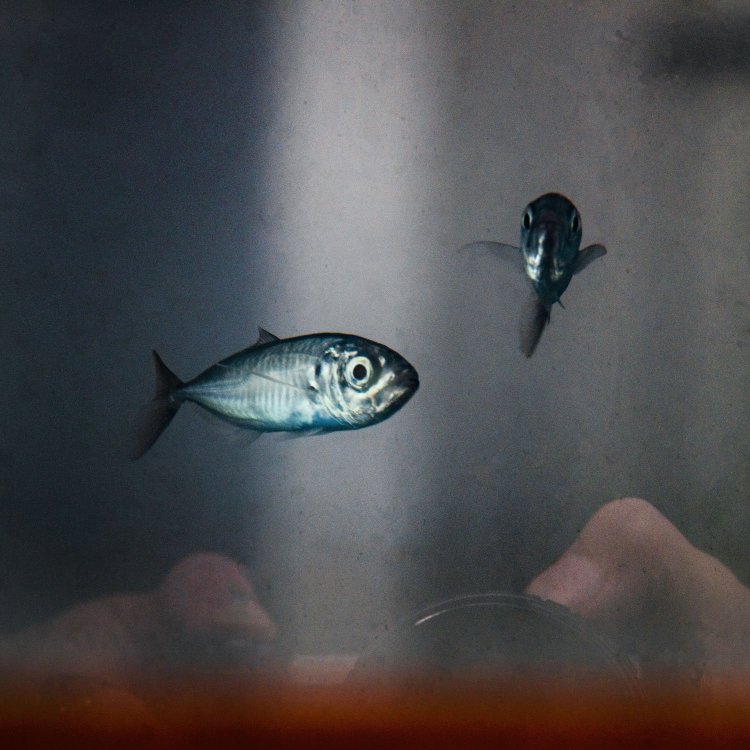 two-fish-reflections.jpg