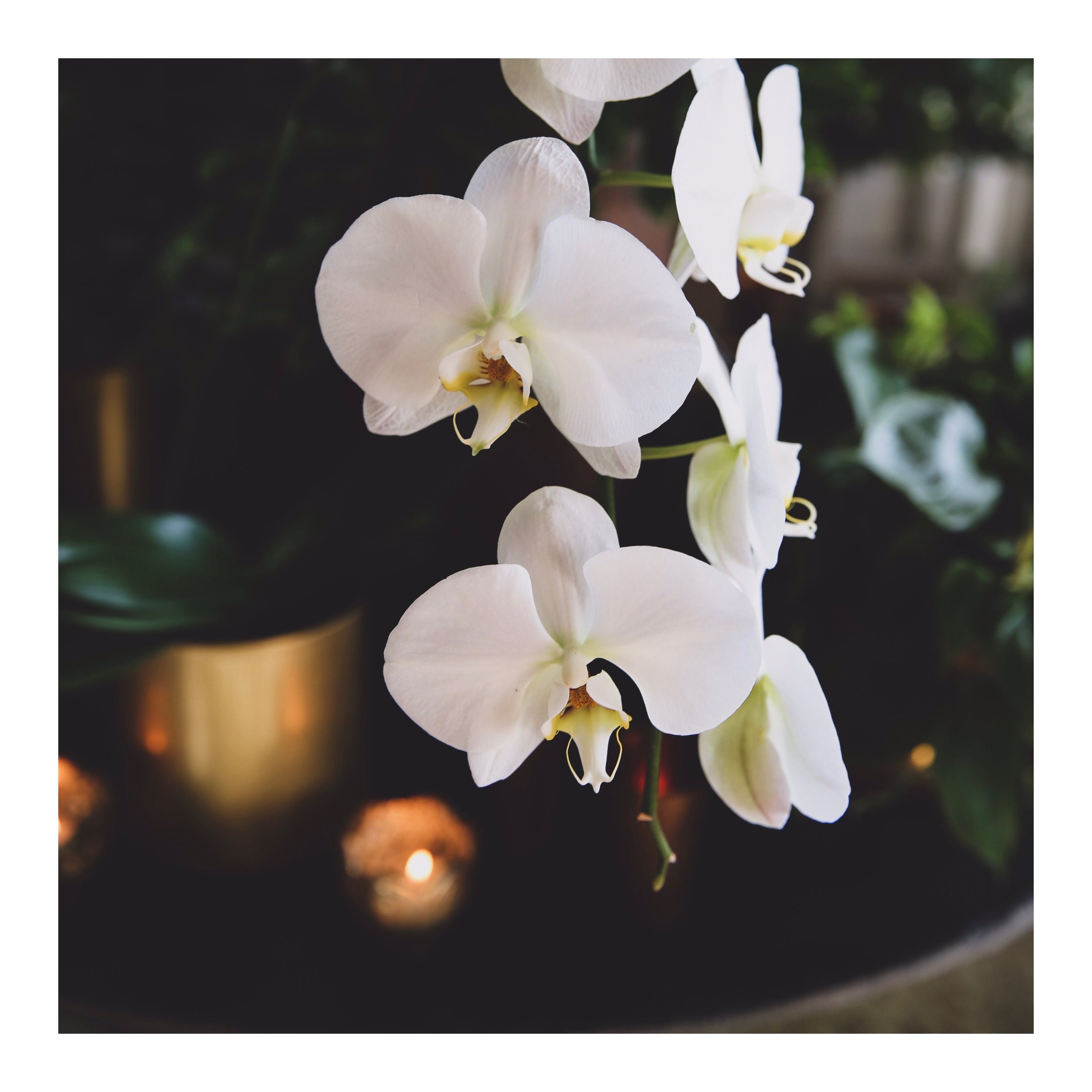Office Orchid Plants.JPG
