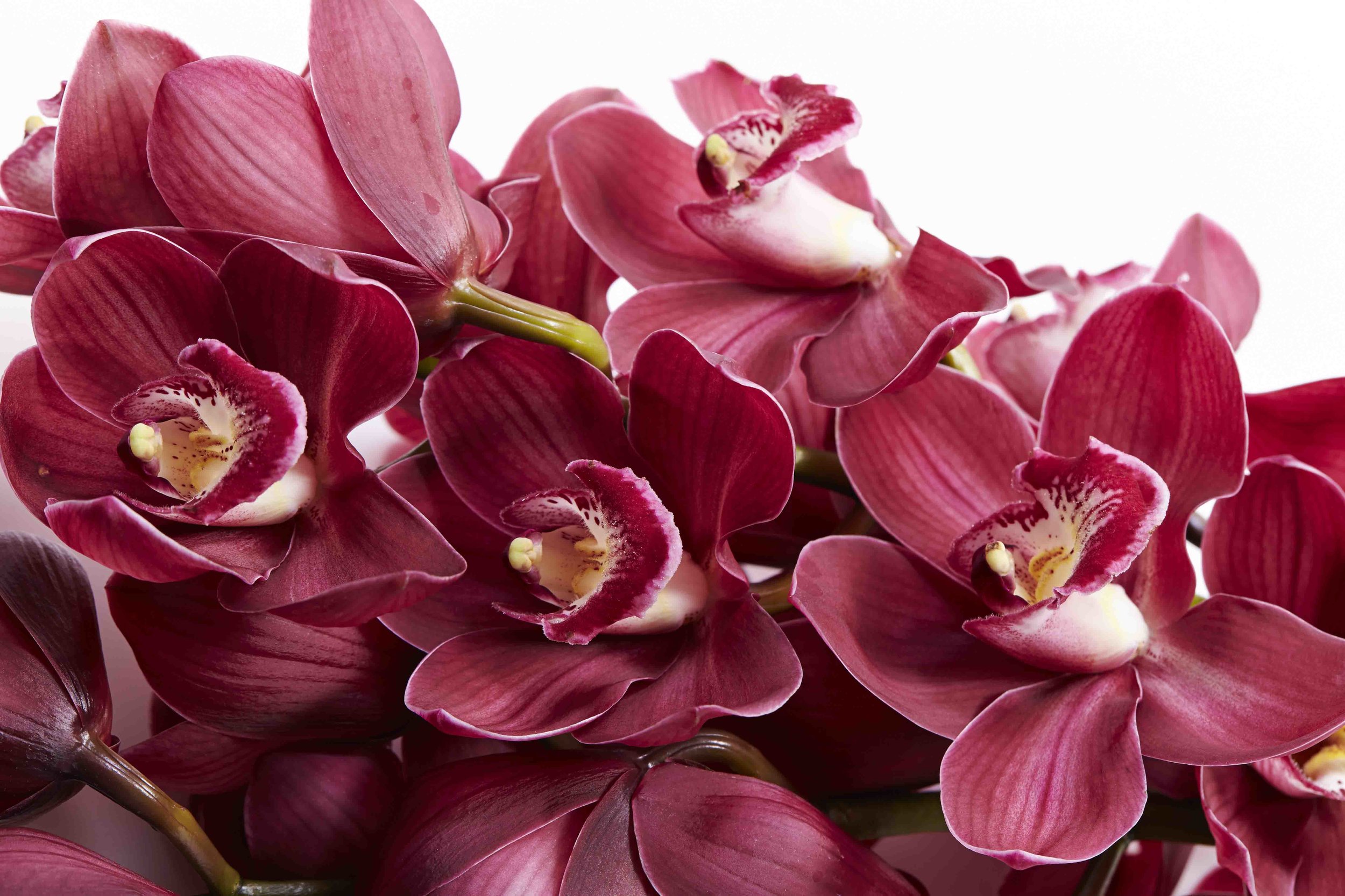 Cymbidum Orchids.jpg