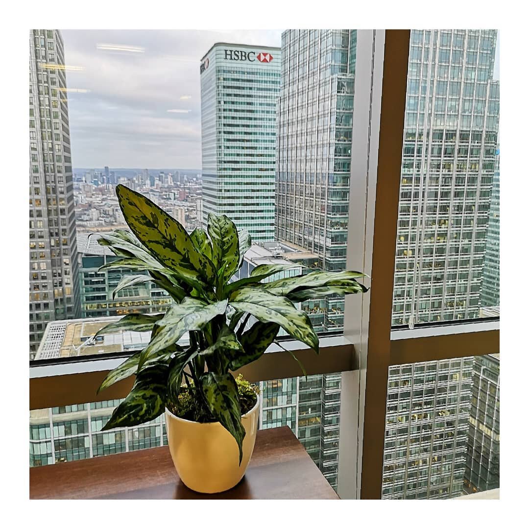 As well as weekly corporate flowers, we also provide plants to offices, hotels, bars and restaurants. We're working high above London delivering lots of plants today.