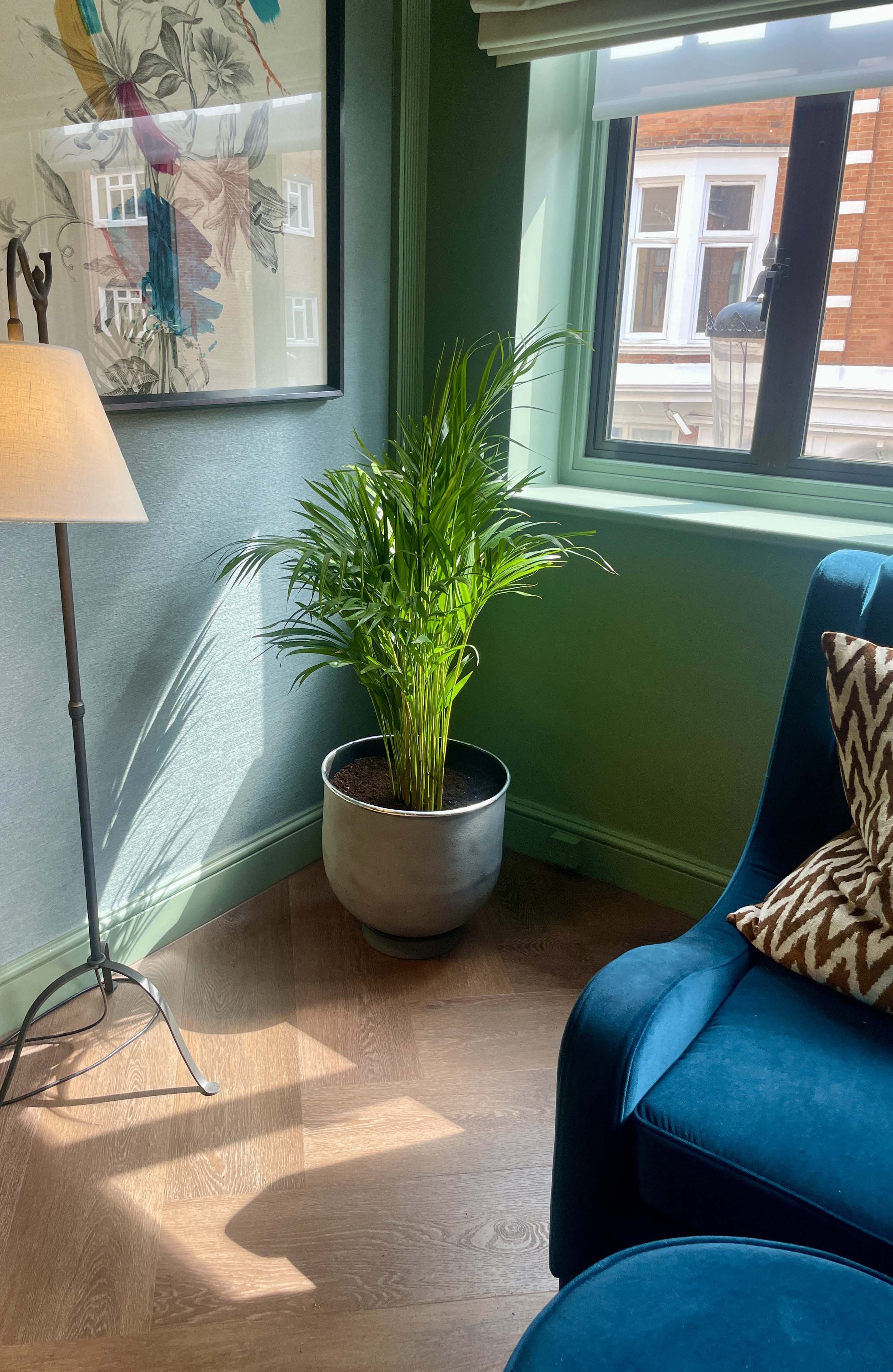 Private Residence Plants, Knightsbridge.jpg