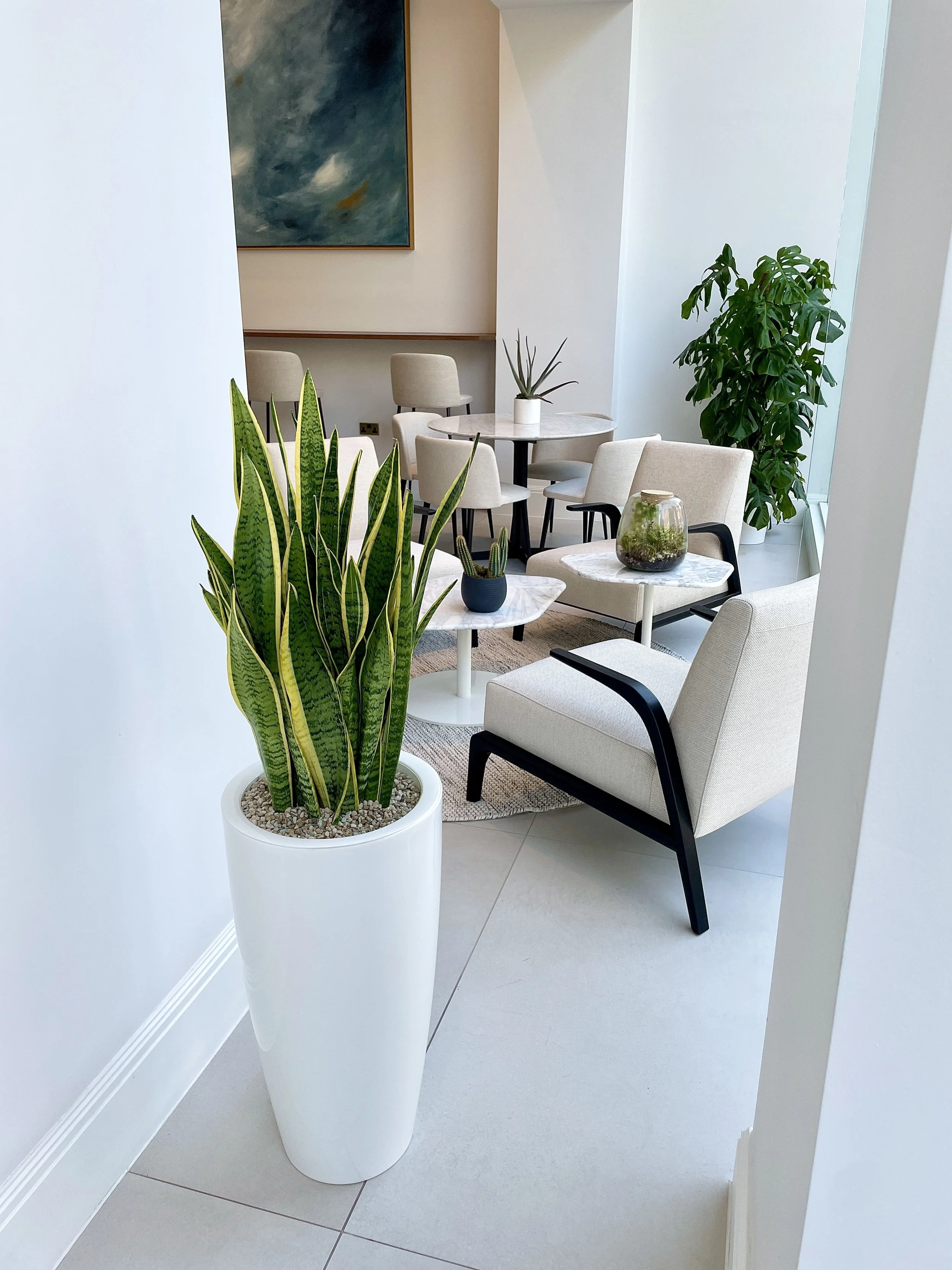 London Spa - Plants Hire & Plant Maintenance.jpg
