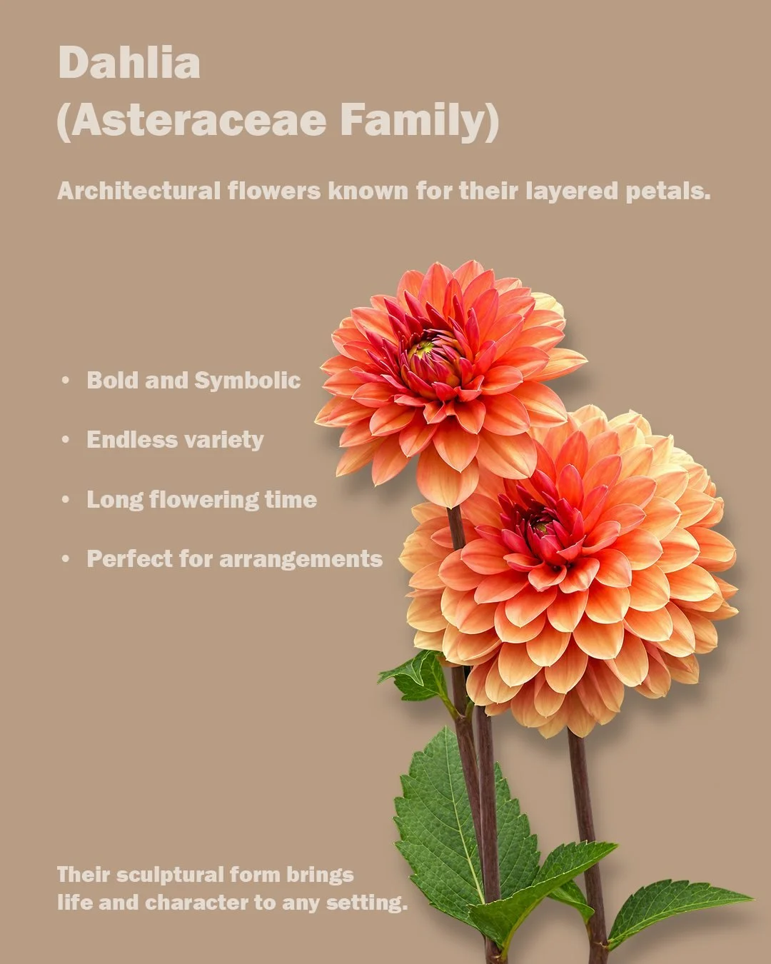 🏵️ Bold, sculptural and full of character.

Dahlias bring layers of colour and texture to floral design, creating a striking statement that instantly draws the eye. A beautiful example of how a single flower can bring personality and impact to a spa