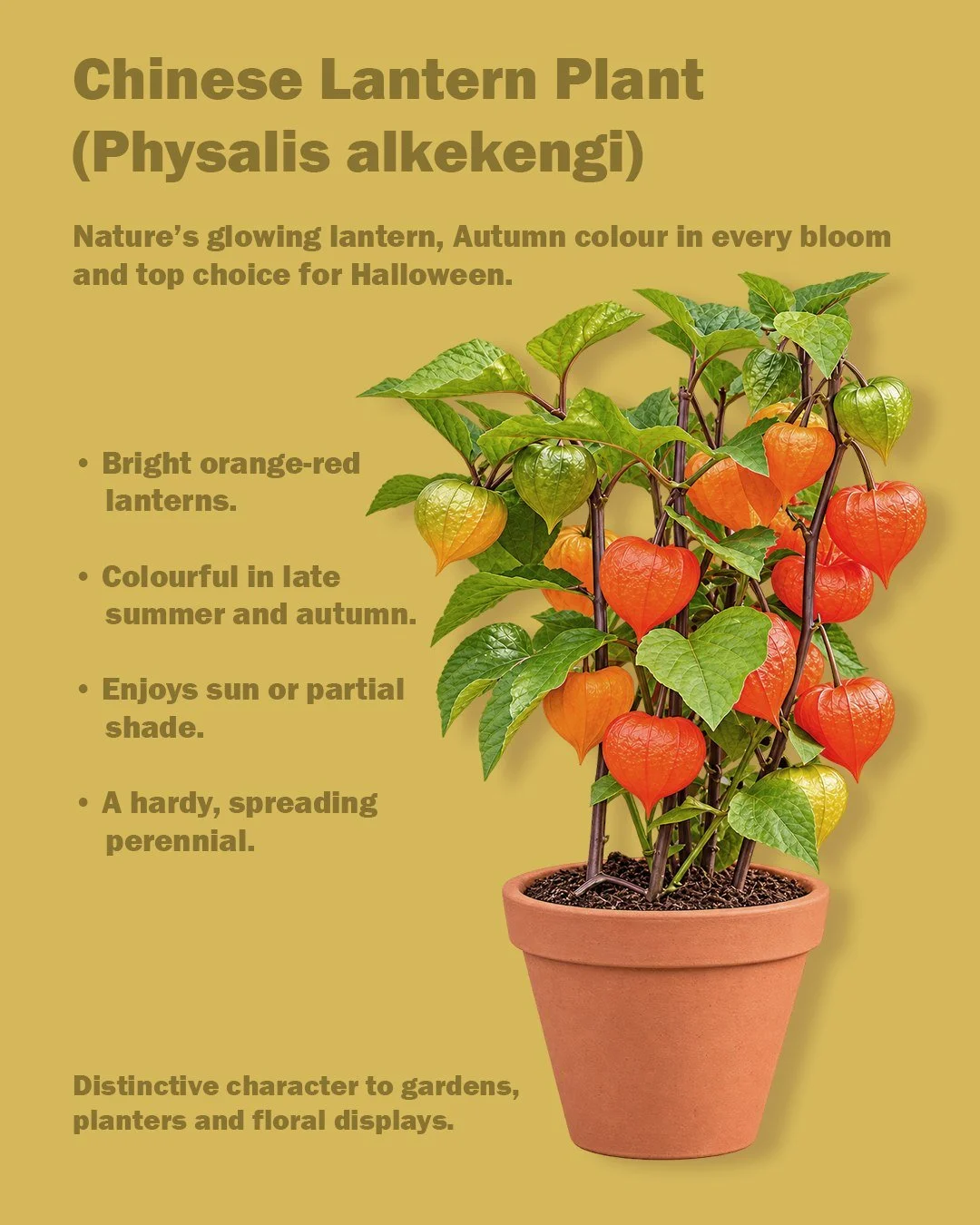 Bring the warmth of autumn indoors with the Chinese Lantern Plant. 

Its striking orange-red lanterns add natural colour, texture and seasonal character, making it a top choice for eye-catching Halloween displays. 🎃🧡

🌿
#ChineseLanternPlant #Hallo