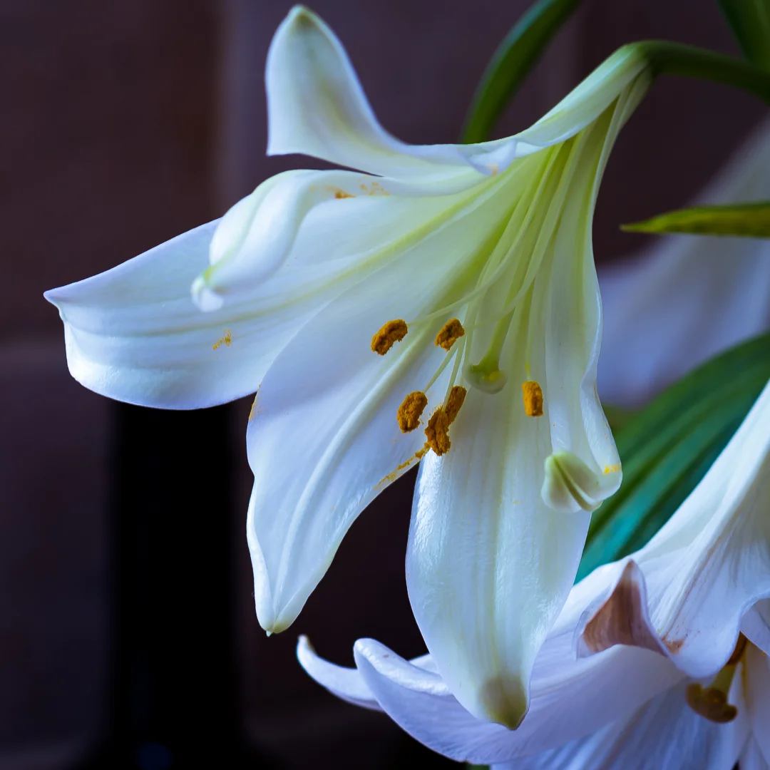 lillies-1.jpg