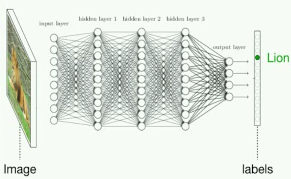  A diagram of a neural network learning to recognize a lion. JEFF CLUNE/SCREENSHOT 