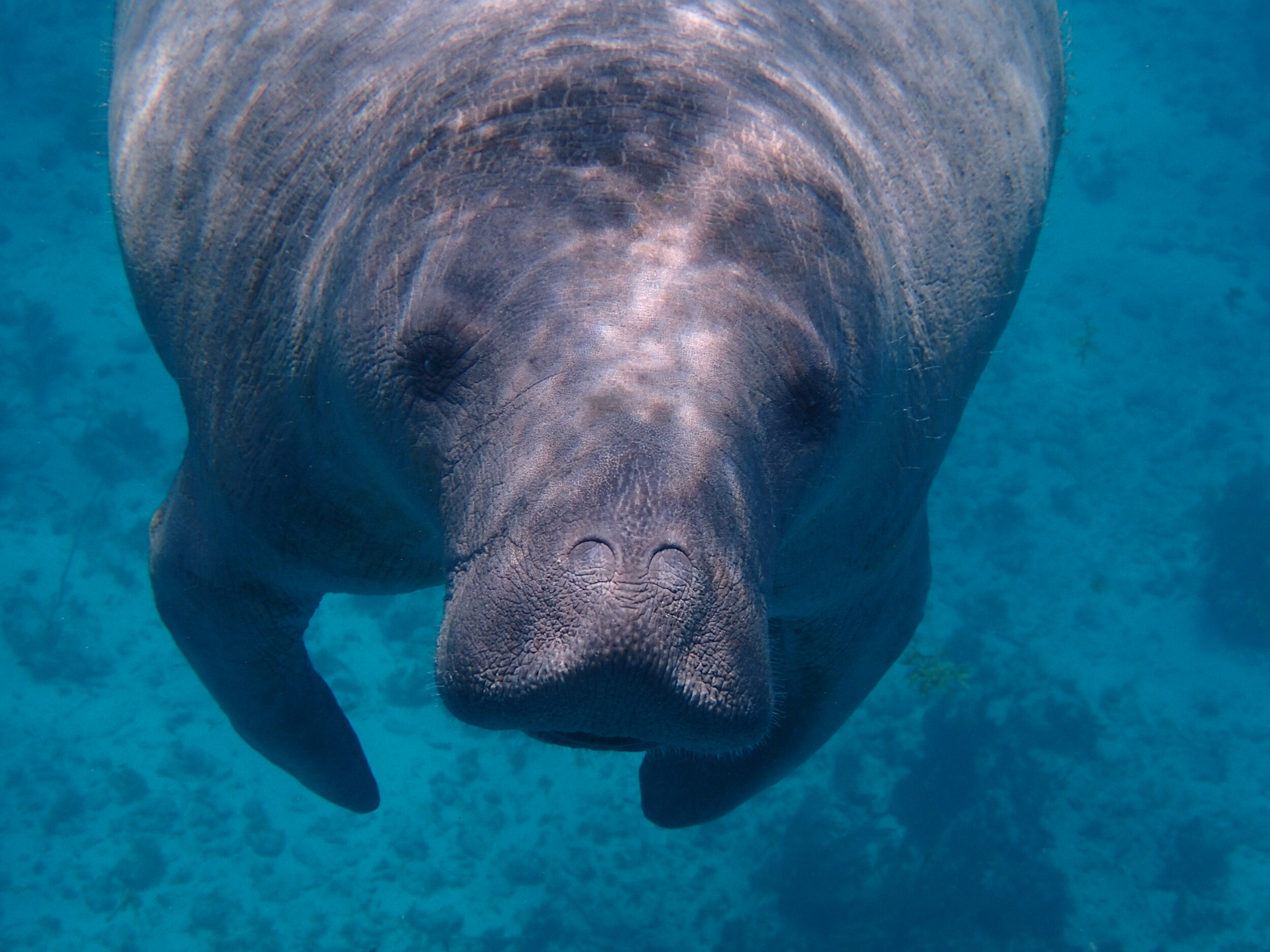 manatee viewing center