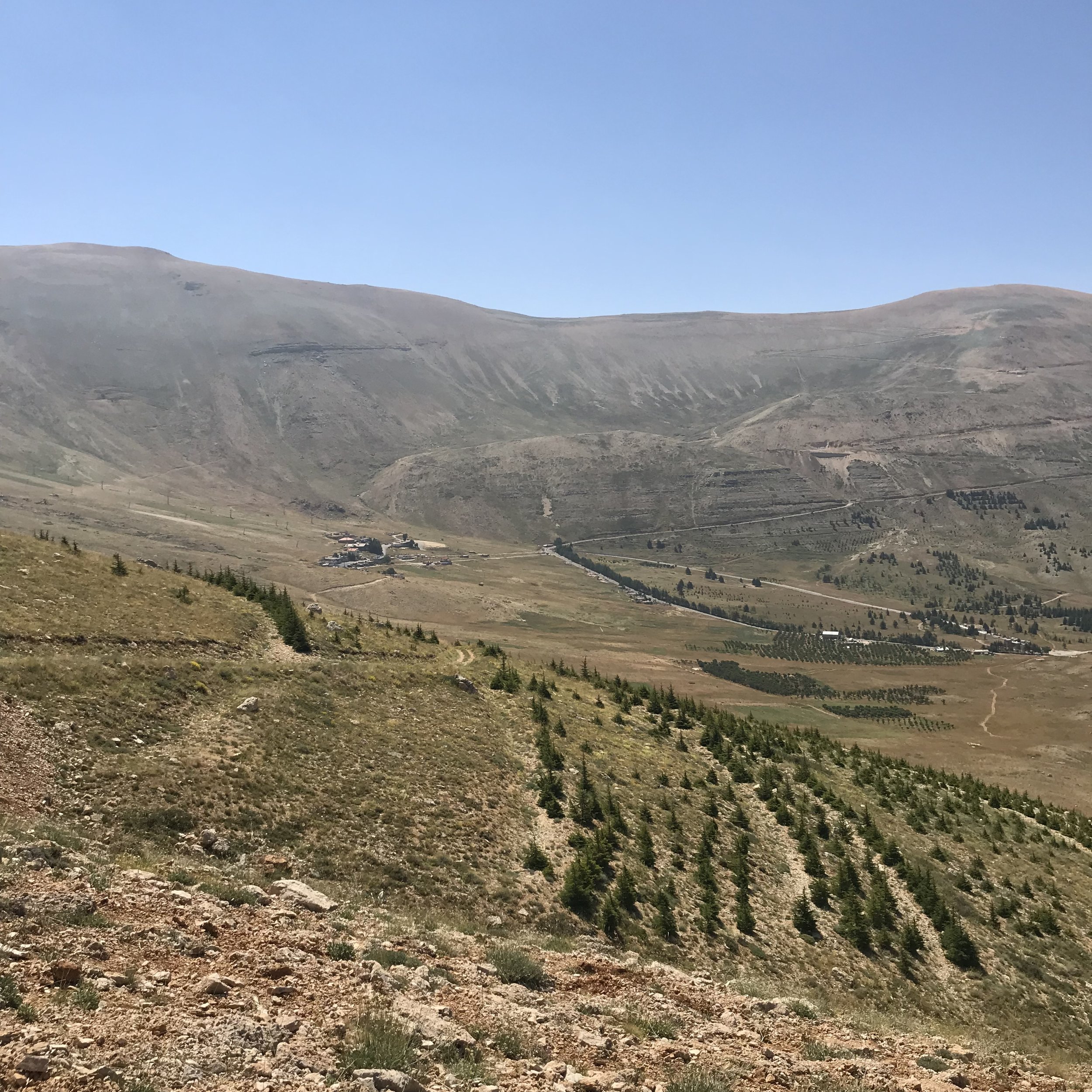 Bcharri Reforestation Project