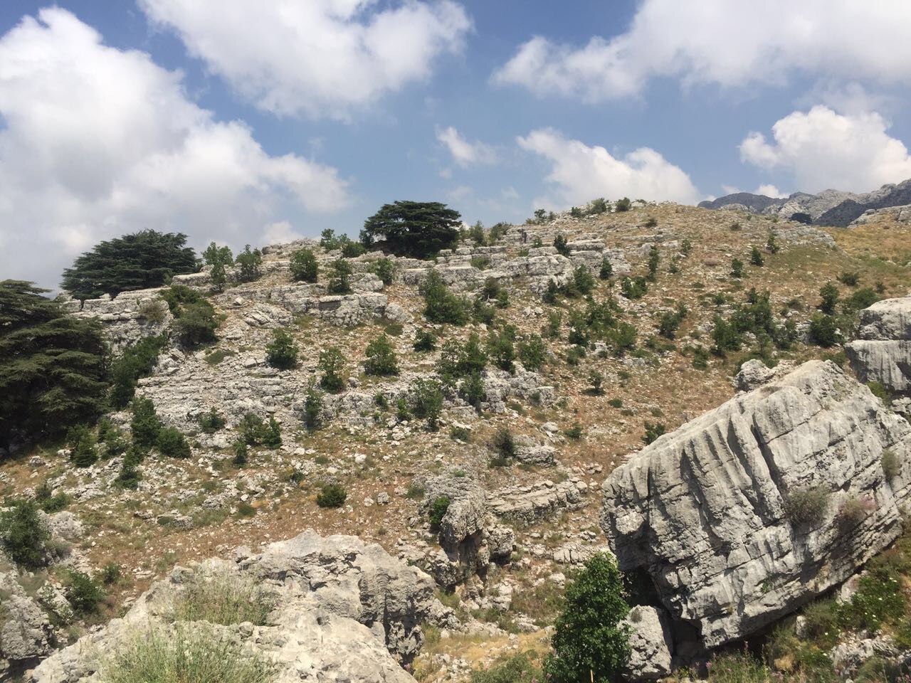 Jaj Reforestation Project