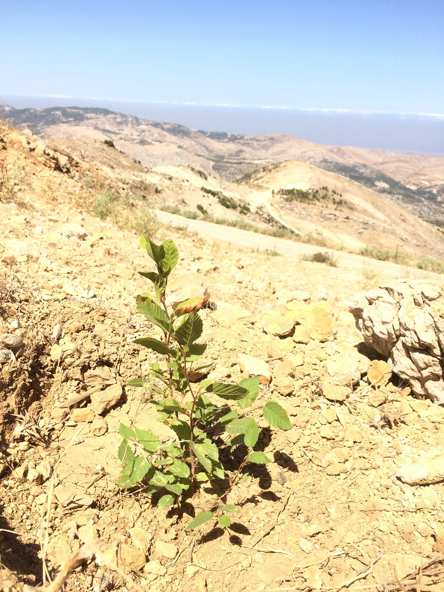 Hop-hornbeam tree.JPG