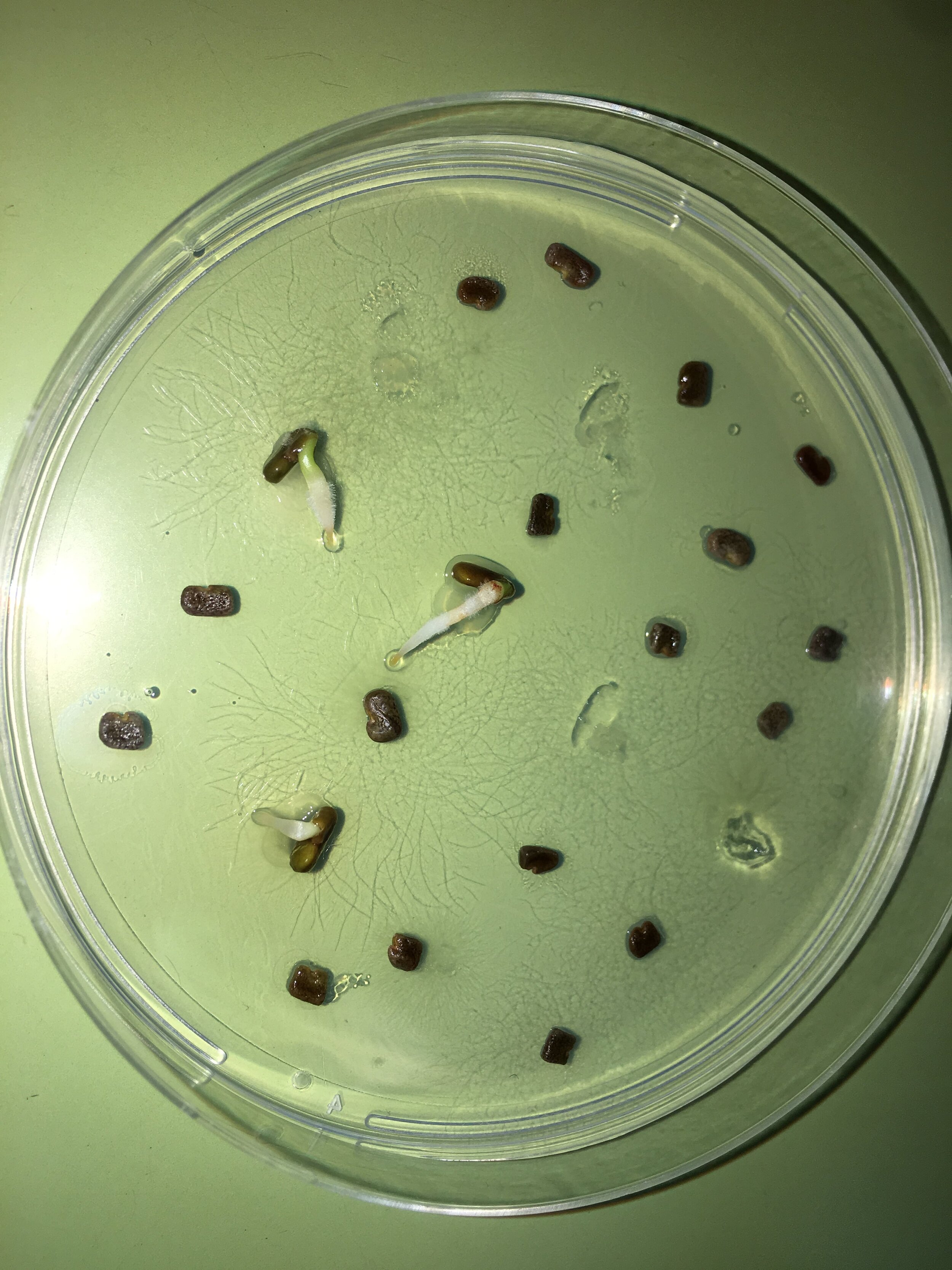 Astragalus berytheus first germination protocol