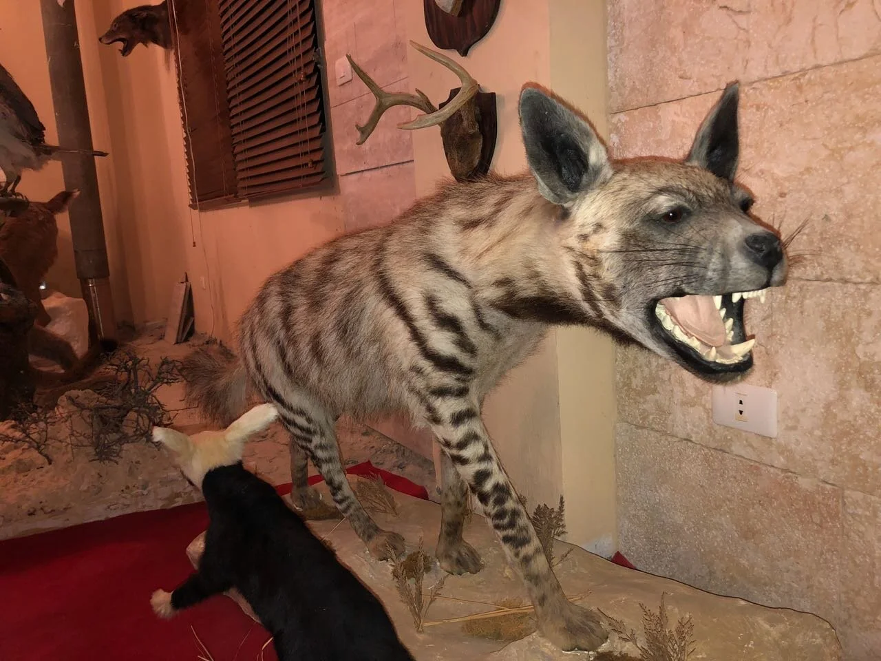 Species identification through DNA barcodes