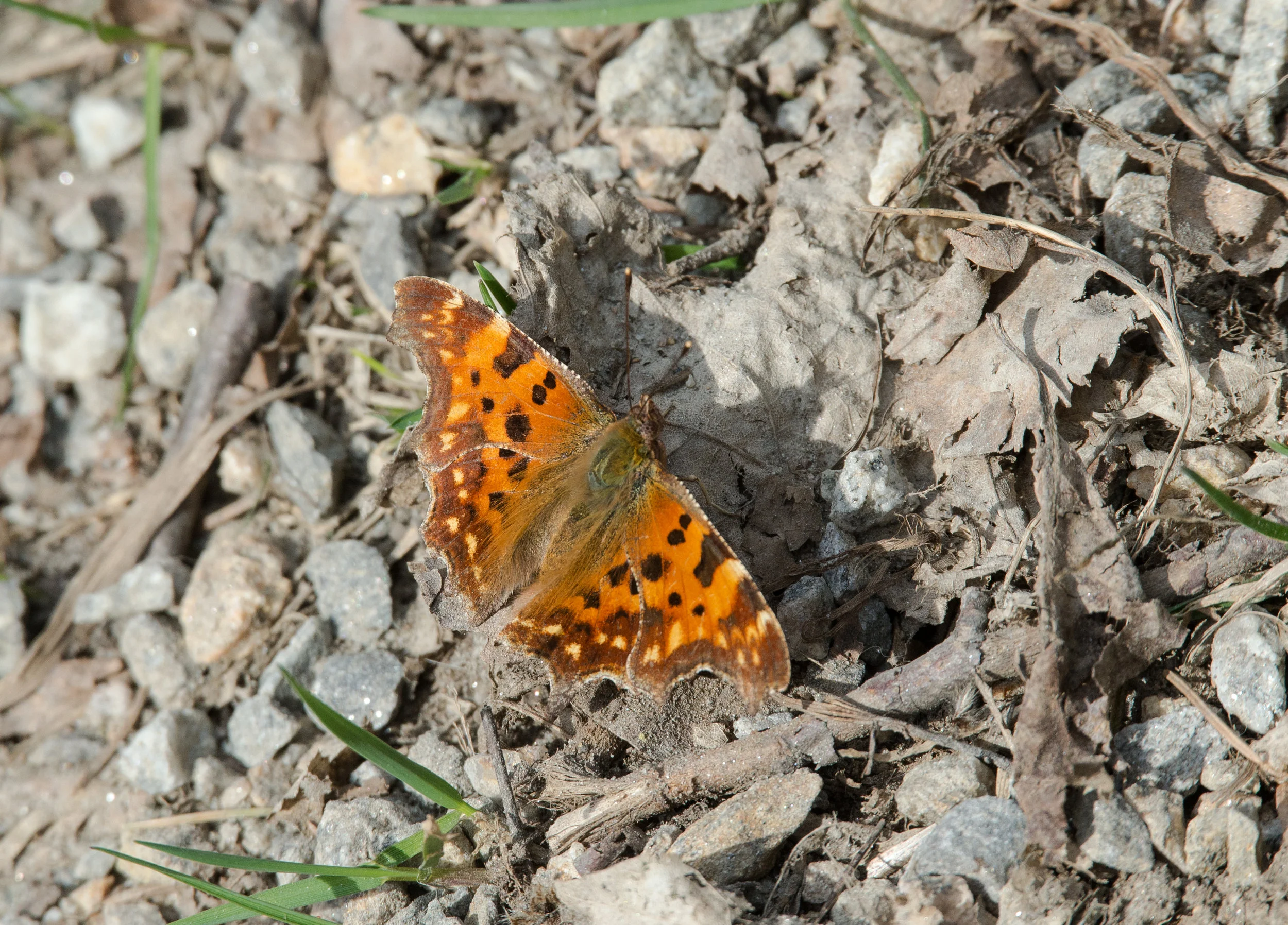 Polygonia c-album .