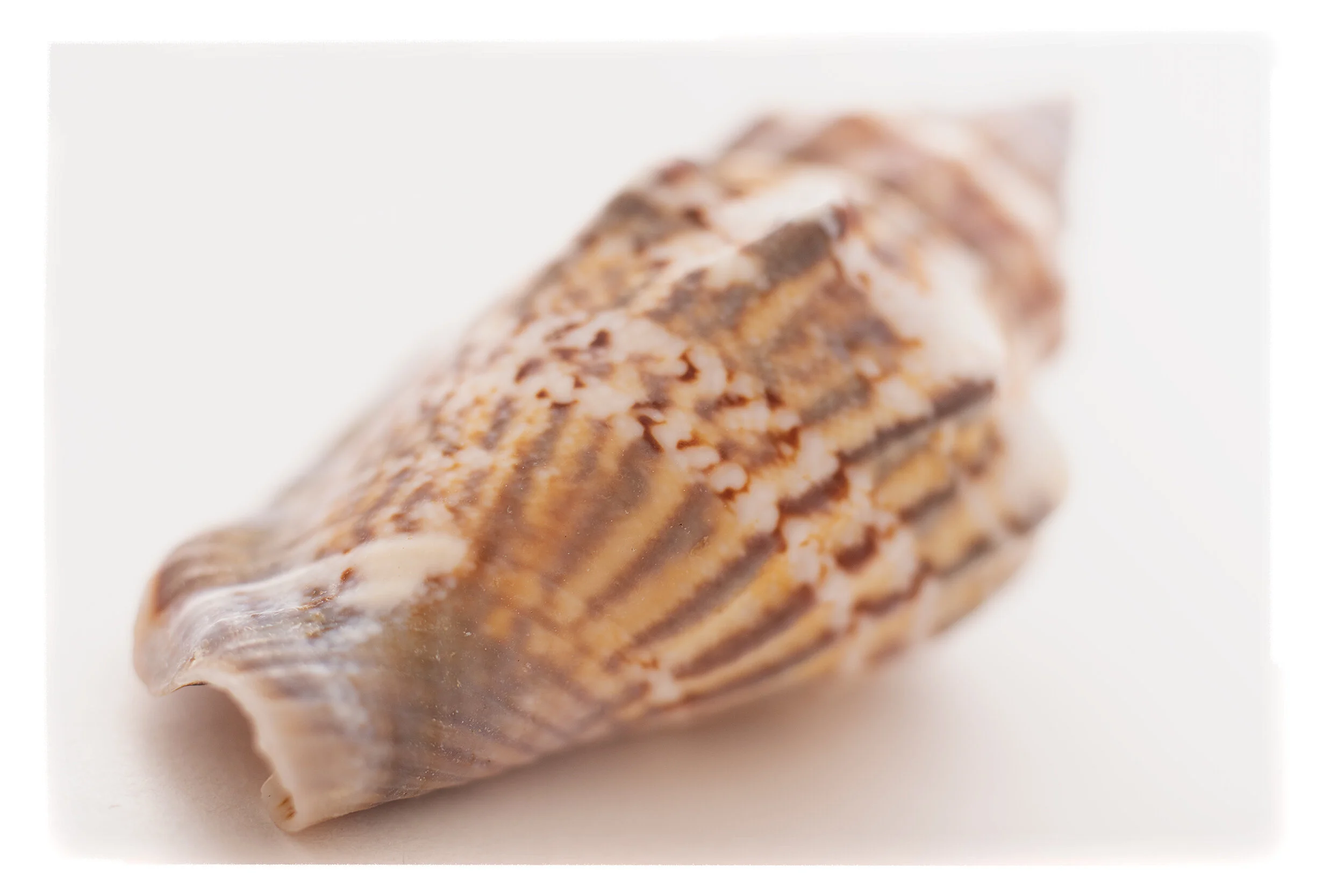 SHELL # 4