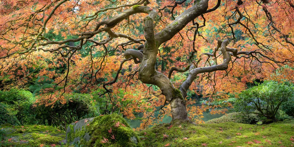 THE FAMOUS JAPANESE MAPLE, Portland Japanese Garden