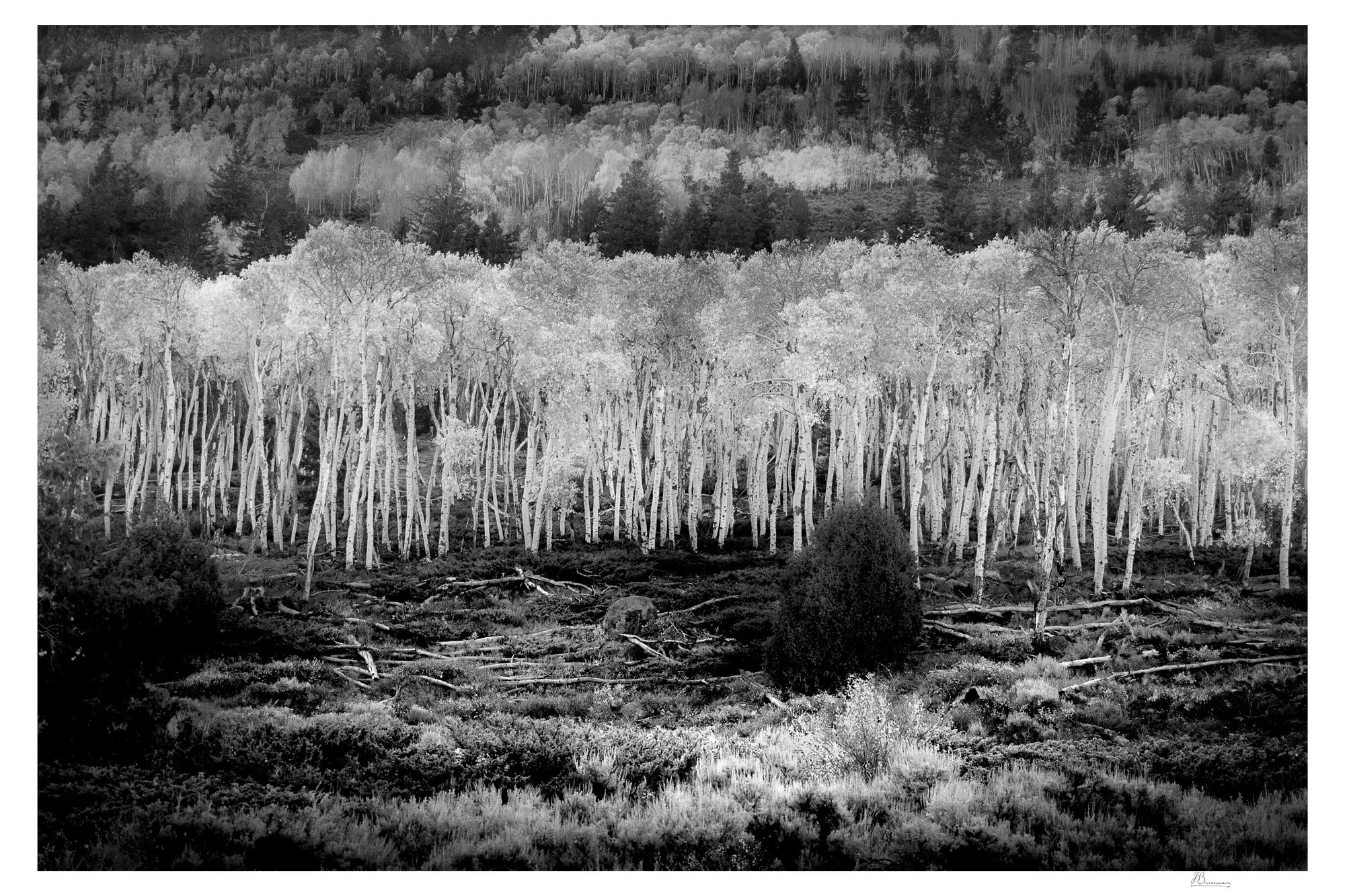 GHOSTS OF PANDO, Pando the Trembling Giant