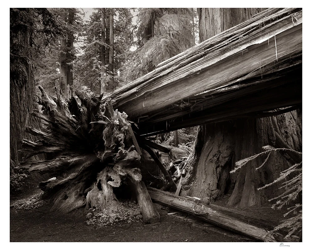 FALL ON FALL, Jedediah Smith Redwoods State Park