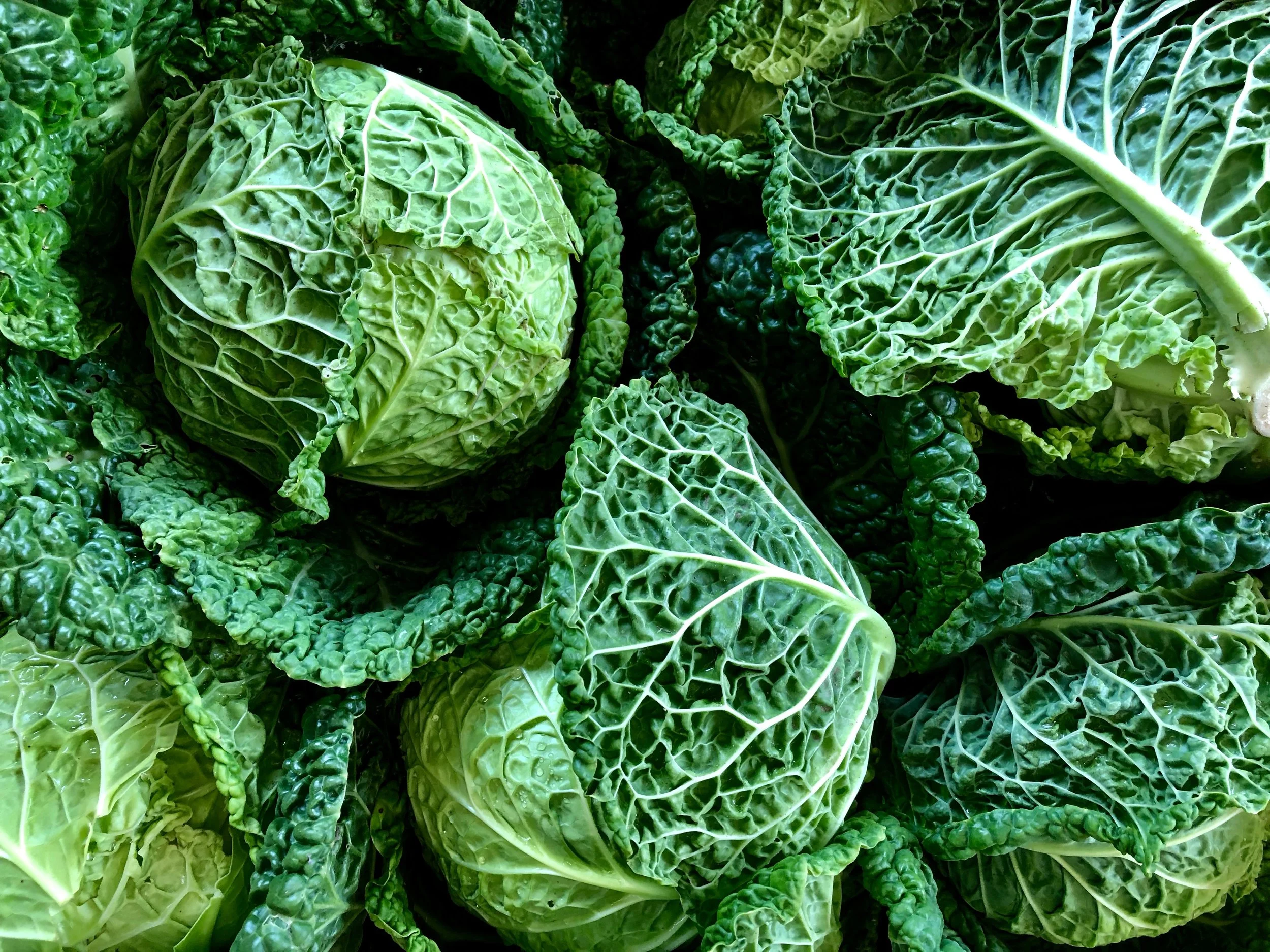 Savoy Cabbage from Jordan's Farm